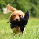Tips for Choosing the Right Dog Training Expert
