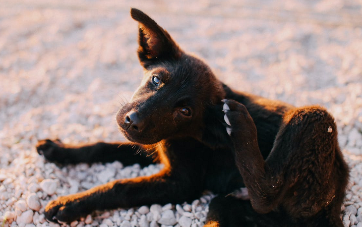 How to Get Rid of Dog Fleas