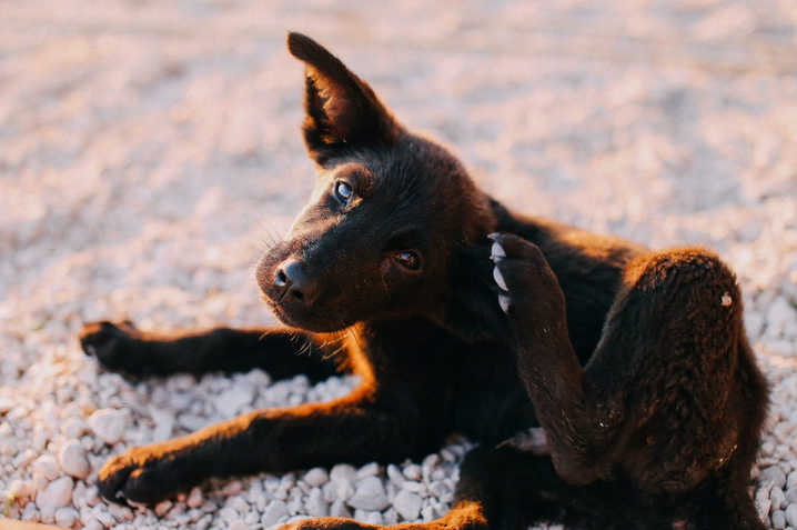How to Get Rid of Dog Fleas